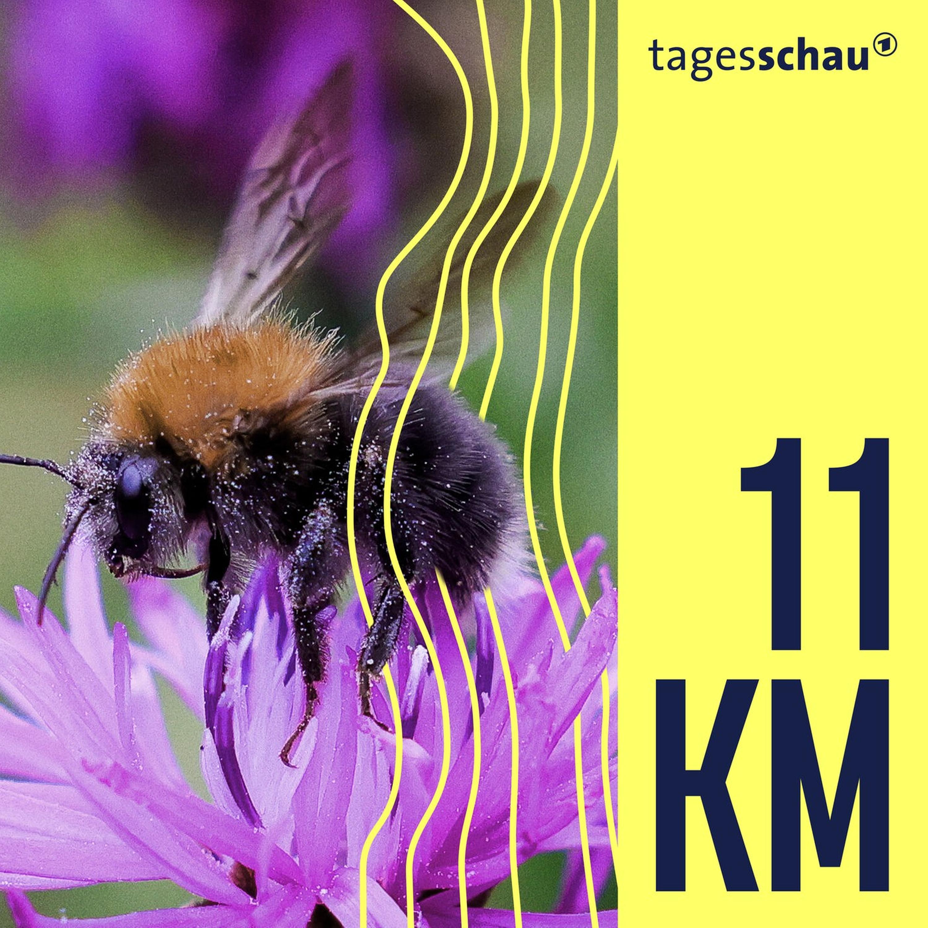 Wild, nützlich, bedroht: Wildbienen in Deutschland