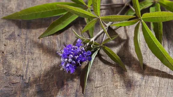 Ein Zweig Mönchspfeffer mit lila Blüte liegt auf einem Tisch.