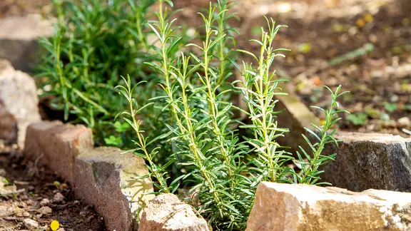 Rosmarin wächst in einem mit Steinen abgegrenzten Beet | Colourbox, Robby Fontanesi Rosmarin wächst in einem mit Steinen abgegrenzten Beet