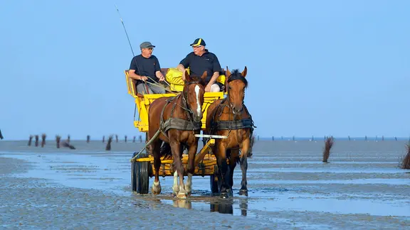 Postkutsche im Watt – Michael Stobbe ist der Insel-Postbote von Neuwerk, der zu Hamburg gehörenden Nordseeinsel in der Außenelbe. Die Zustellung richtet sich nach den Gezeiten.