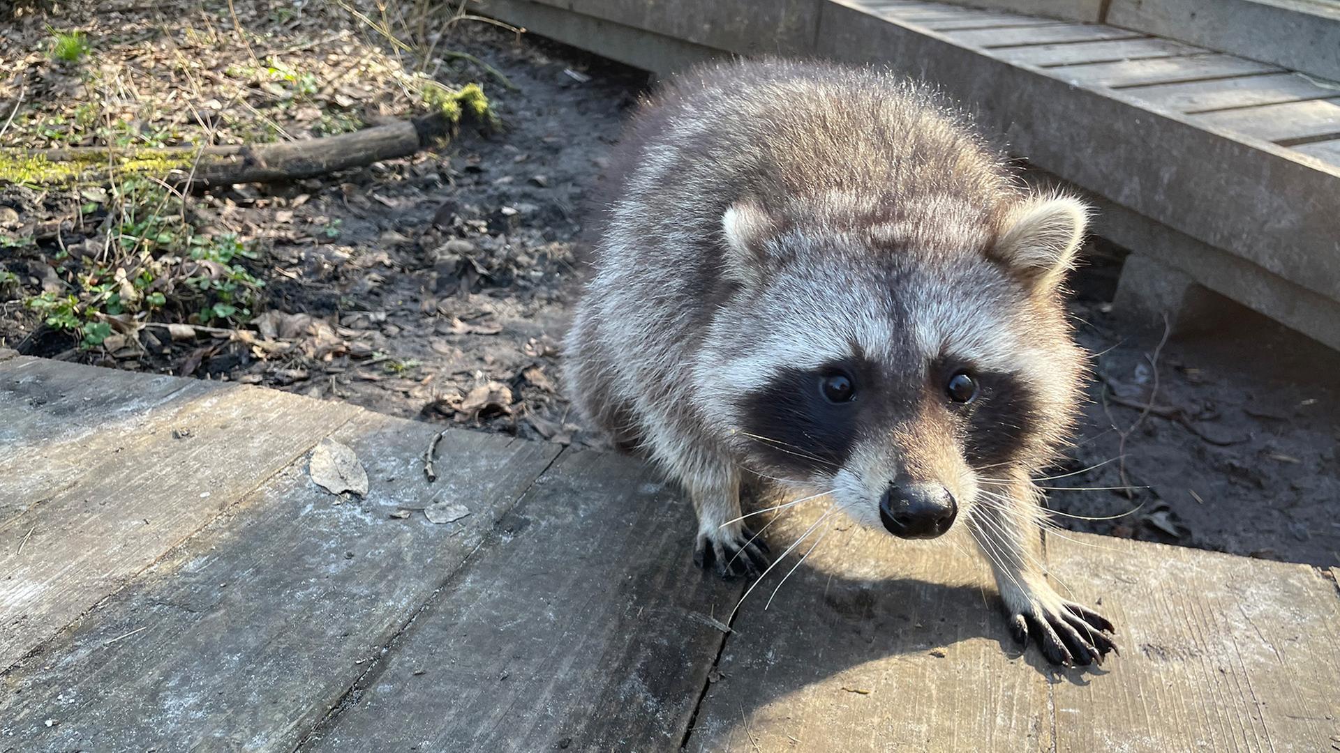 Waschbären breiten sich in SH immer weiter aus
