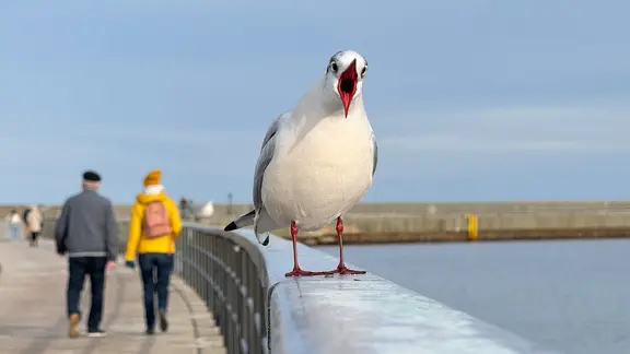 Eine Möwe sitzt auf einem Steg.