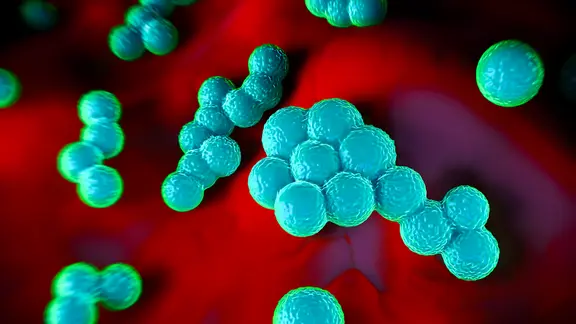 Illustration von MRSA-Bakterien.