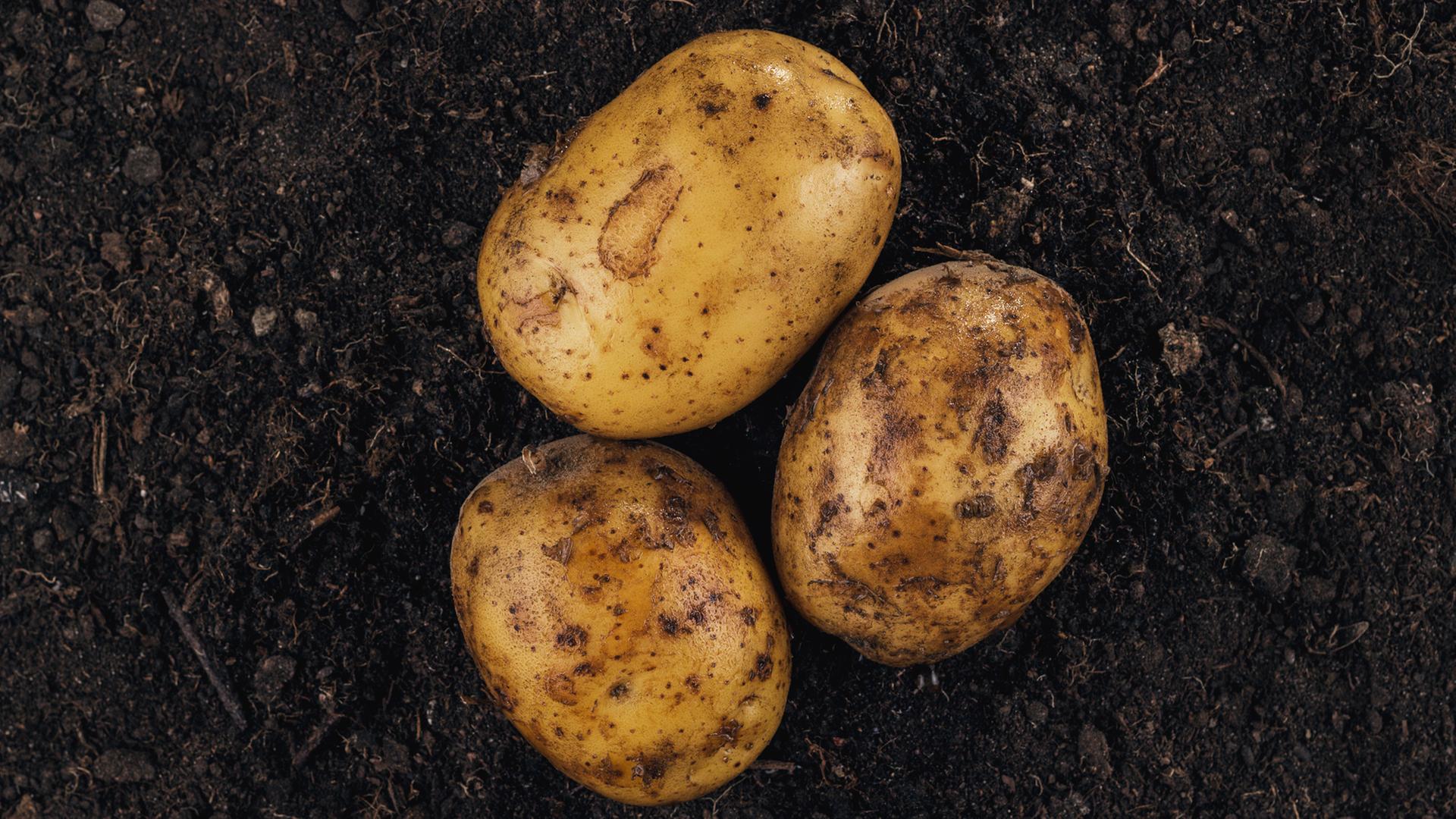 Pflanzkartoffeln in SH: So bedroht das Klima die Knolle