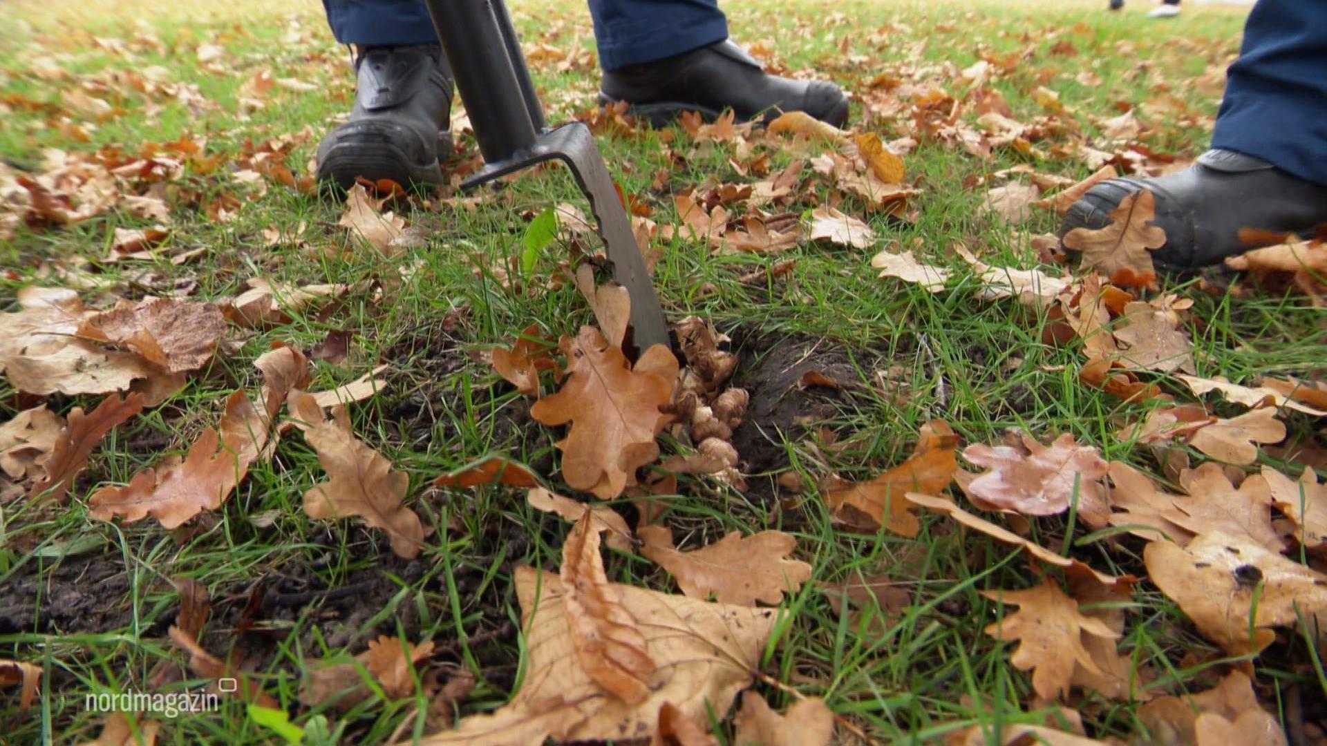 100.000 Krokusse für Bad Doberan