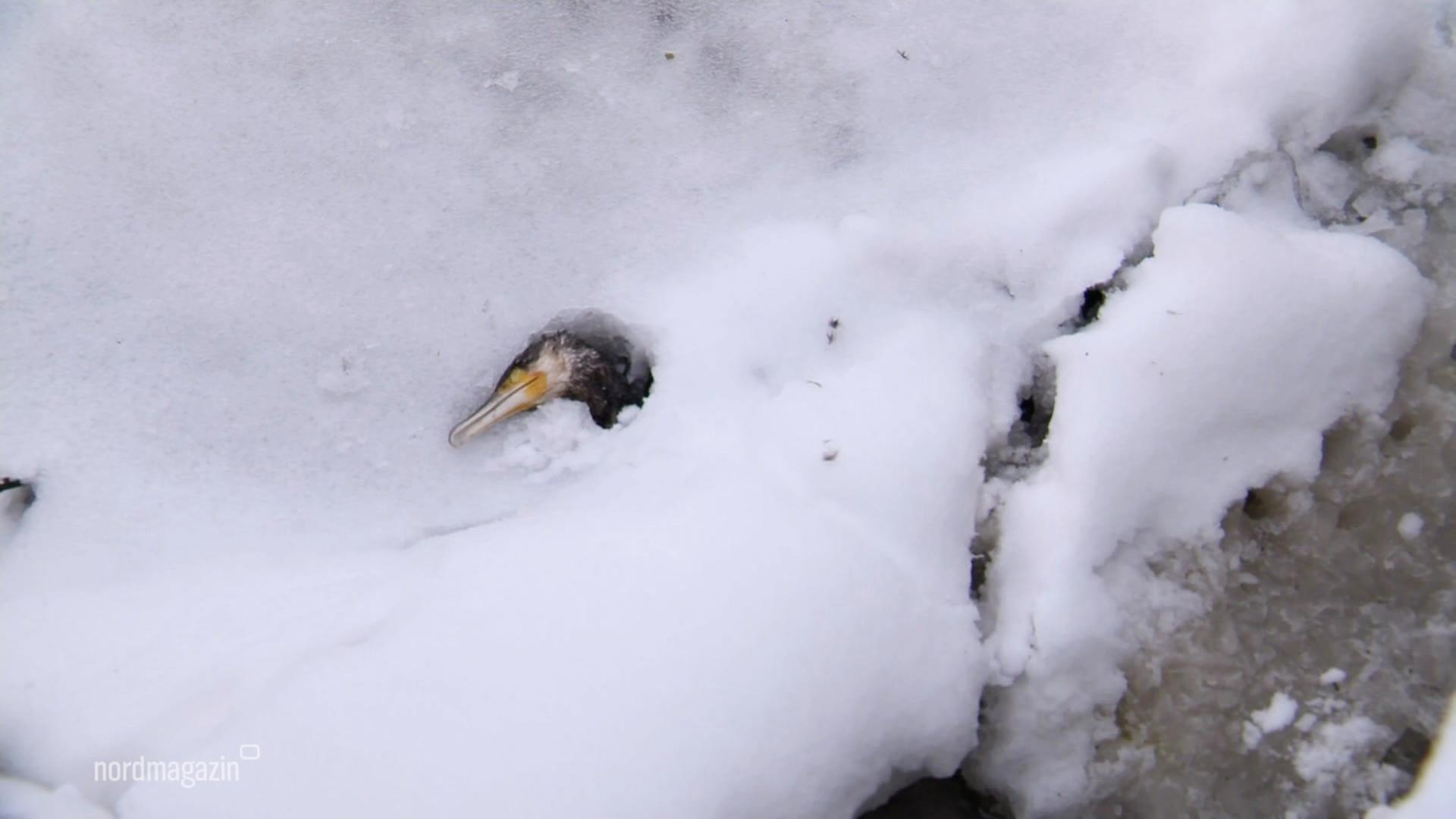 Wildvögel in der Region verhungern