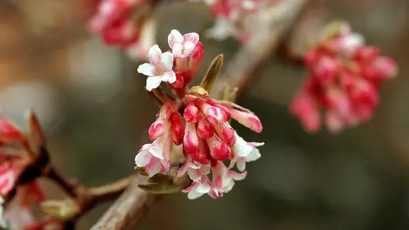 Blühender Schneeball