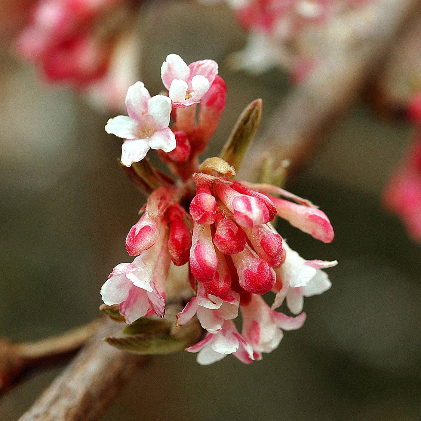 Winterblher verschnern den Garten in der kalten Jahreszeit | ndr.de