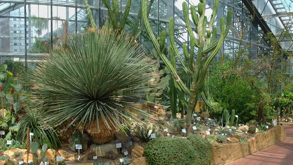 Kakteen im "Amerika-Haus des Botanischen Gartens Kiel.