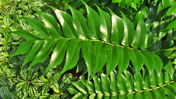 korbmarante schneiden Calathea zebrina (Korbmarante) kaufen? | Olivia main image 0