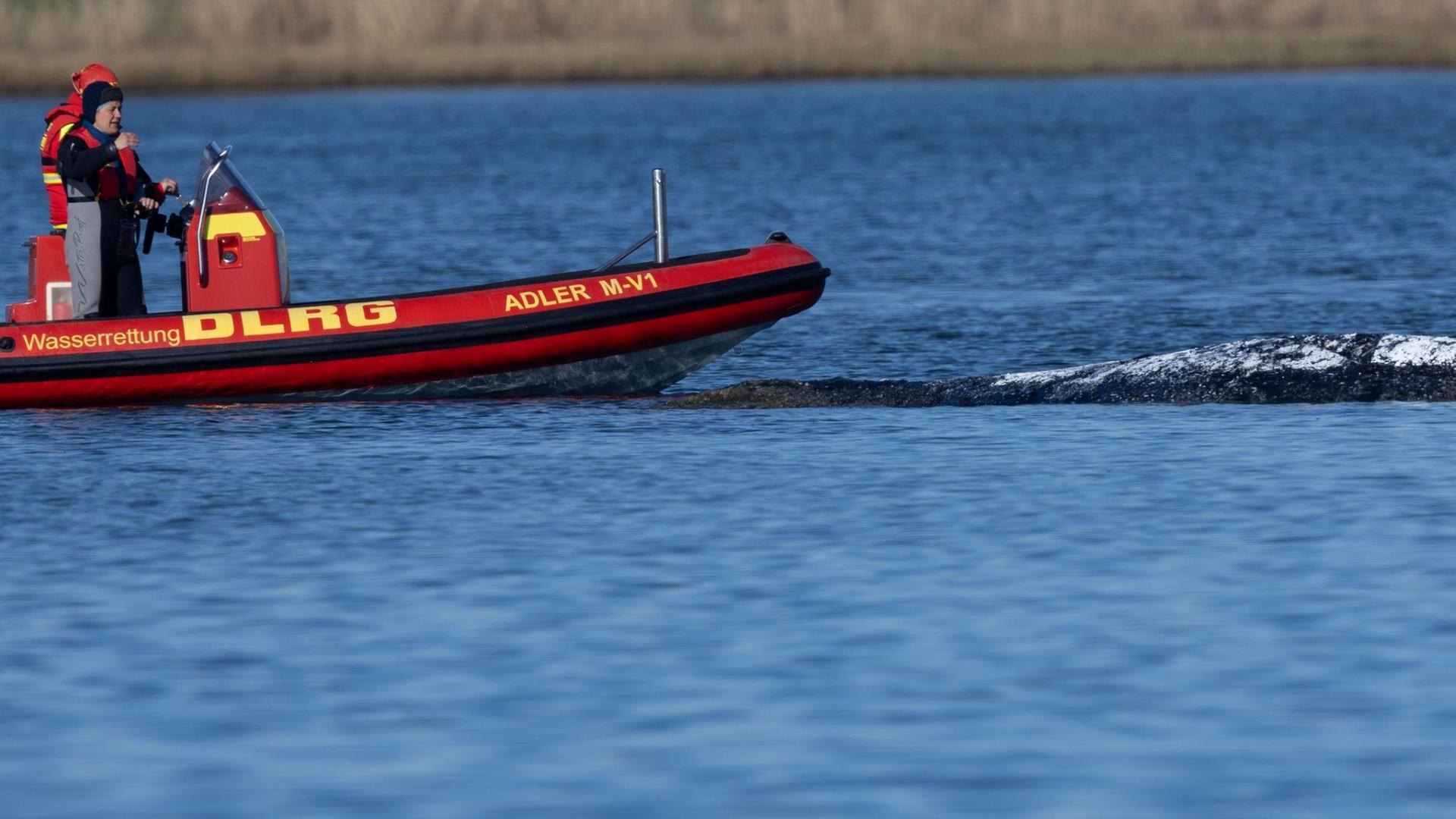 Der Buckelwal liegt in einer freigespÃ¼lten Mulde vor der Insel Poel. | Jens BÃ¼ttner/dpa