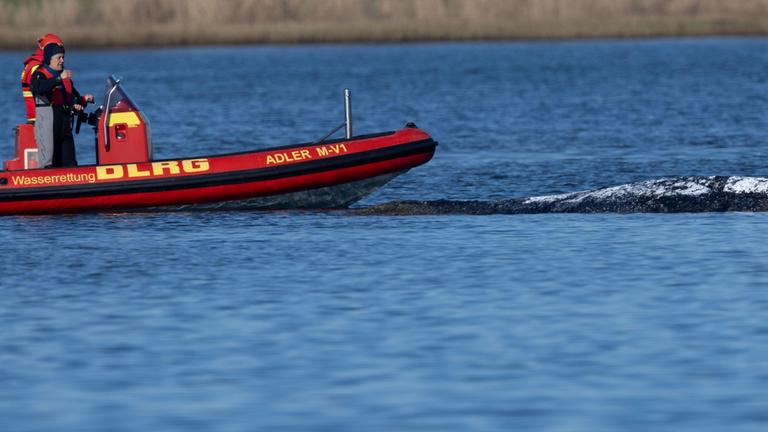 Neues Buckelwal-Rettungskonzept wird erarbeitet