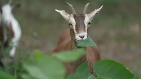 Braune Ziege mit Pflanze im Maul