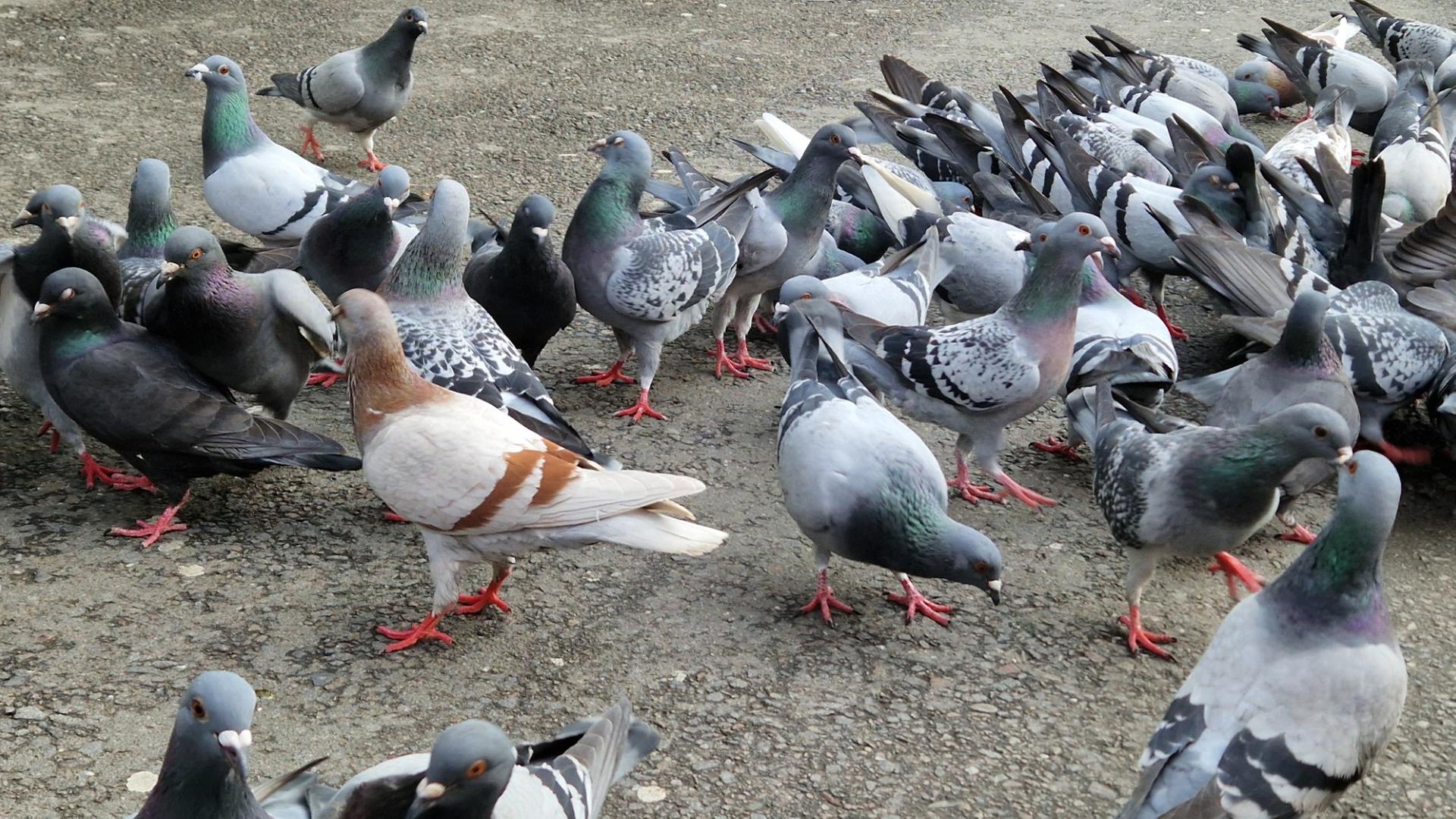 Eine Gruppe Tauben auf der Straße | Josephine Lütke