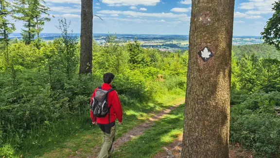 Ein Wanderer geht auf dem Ahornweg, am Baum eine Wegmarkierung.