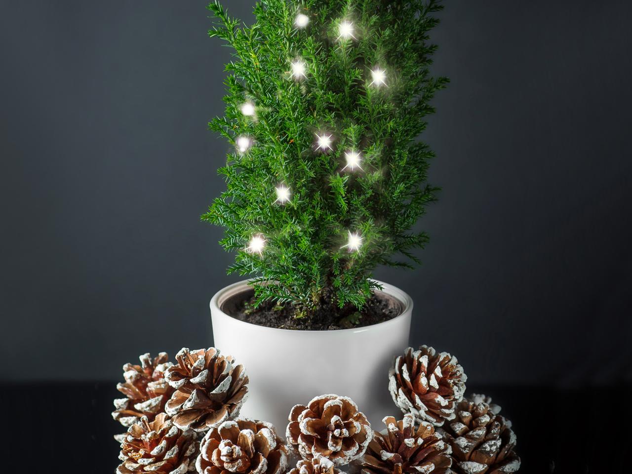 Weihnachtsbaum: Tipps fr Kauf und Pflege