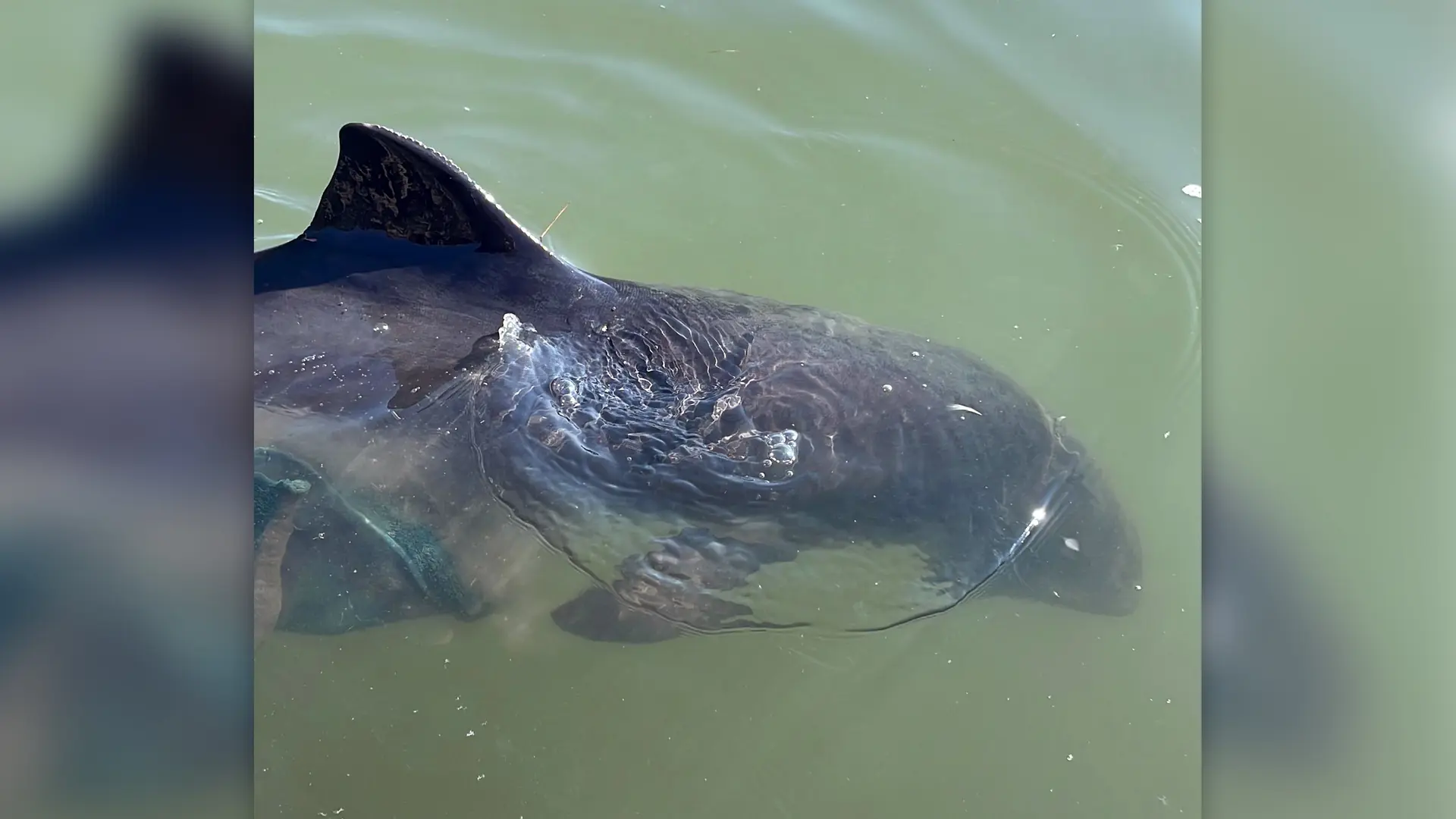 Schweinswal strandet auf Föhr: So lief die ungewöhnliche Rettung ab