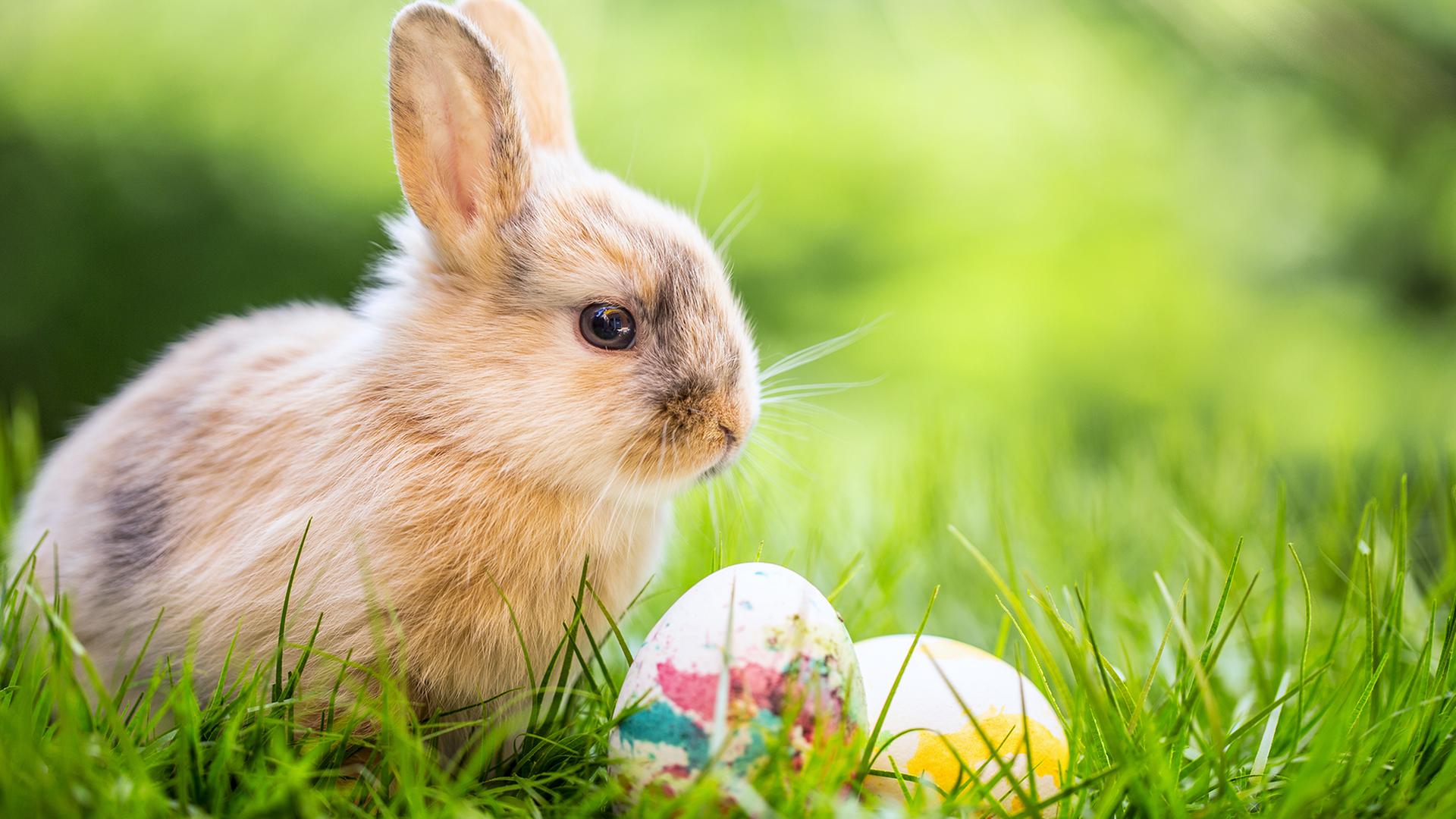 Ein Kaninchen sitzt hinter Ostereiern. | fotolia | drubig-photo, drubig-photo