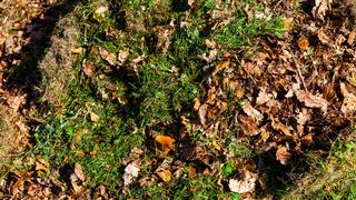 Klimawandel: Kompost und Mulch schtzen den Gartenboden