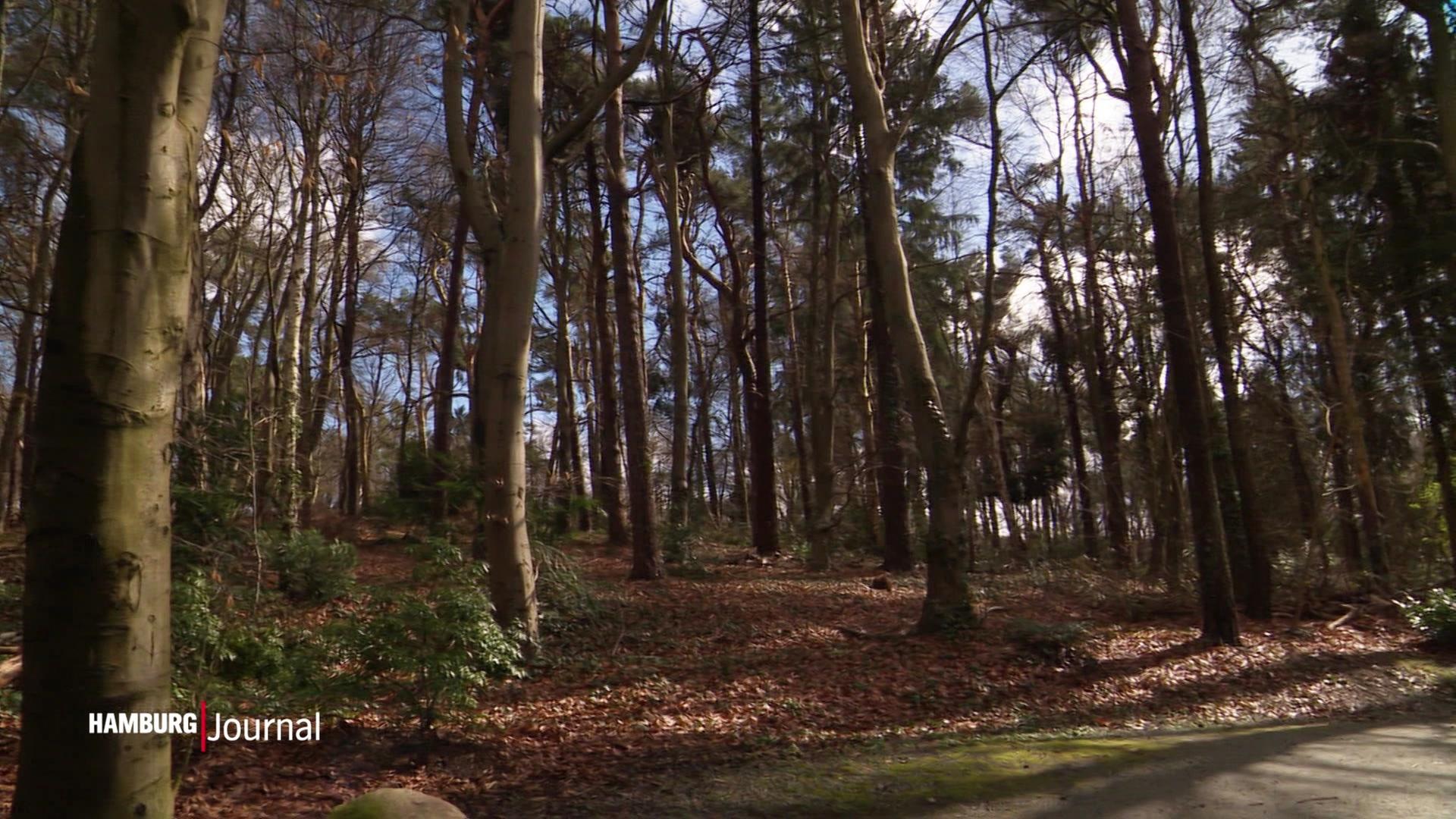 Wolf im Hamburger Westen gesichtet