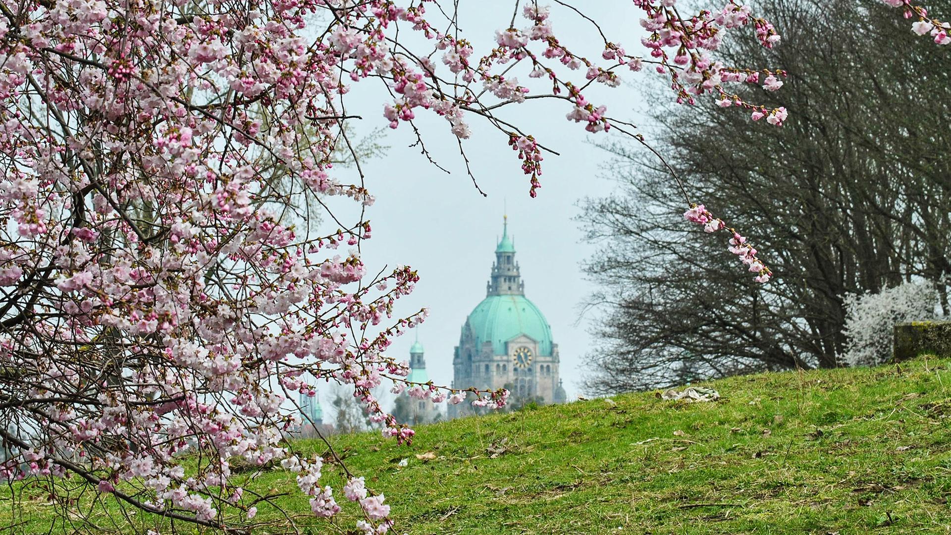 Rosa Blüten an einem Baum: Im Hintergrund: das Neue Rathaus Hannover. | NDR, Janine Klemmt