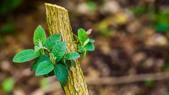 Wird Sommerflieder geschnitten, bildet er seitlich neue Triebe. In diesem Fall wurde nicht dicht genug über dem Auge geschnitten, ein Stumpf bleibt. | PantherMedia, Charlotte Bleijenberg Frischer Austrieb an einem zurückgeschnittenen Schmetterlingsflieder