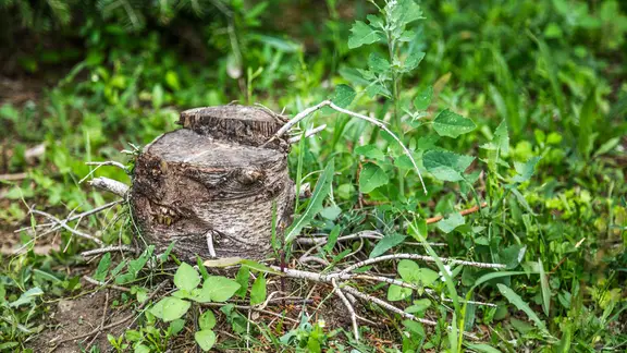 Apfelreste und Trester im Garten verwenden | ndr.de