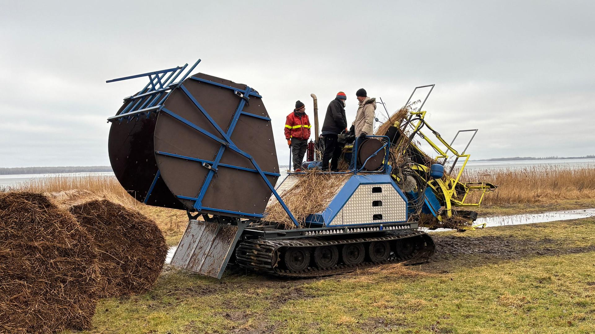 Rügen: Schilfernte läuft noch bis Mitte März