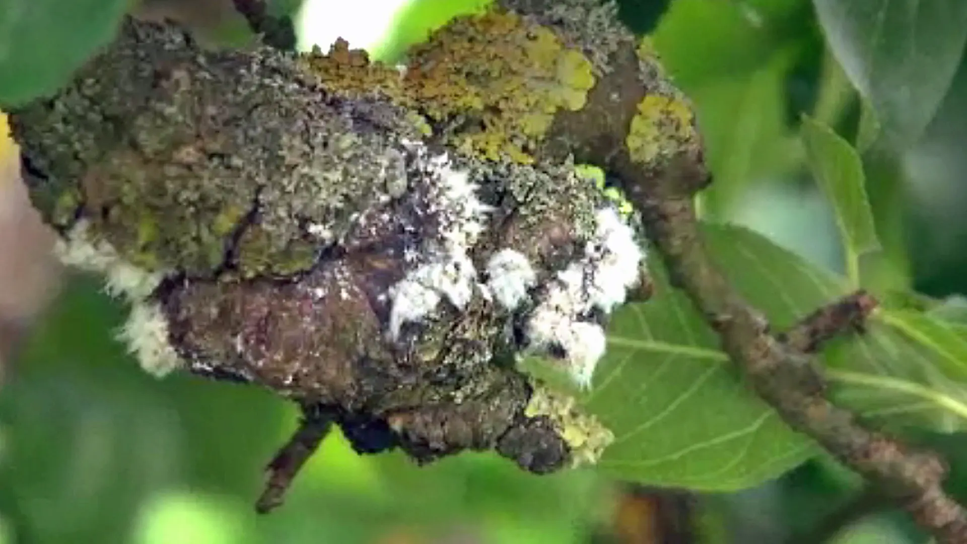 Blutluse am Apfelbaum bekmpfen | ndr.de