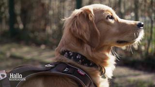 Dieses Tierheim finanziert sich durch Merchandising