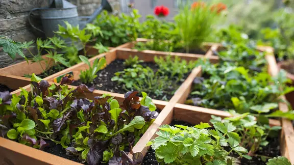 Salat, Erdbeeren, Kräuter und Blumen wachsen in einem Pflanzgefäß aus Holz auf einem Balkon | imago images / alimdi Salat, Erdbeeren, Kräuter und Blumen wachsen in einem Pflanzgefäß aus Holz auf einem Balkon