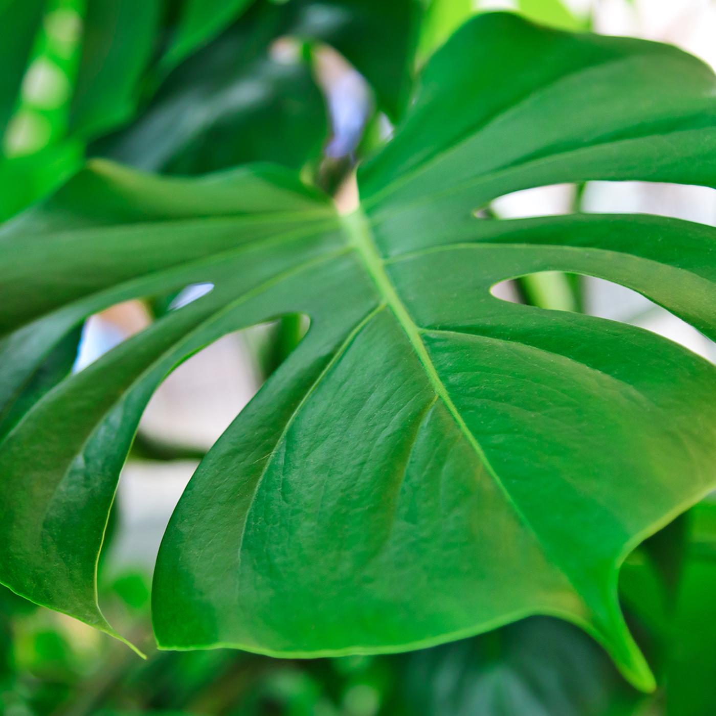 monstera xxl kaufen Monstera Deliciosa XXL, 120cm – vielgrün
