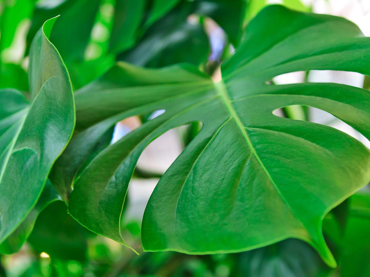 Monstera: Die richtige Pflege fr die Trendpflanze | ndr.de