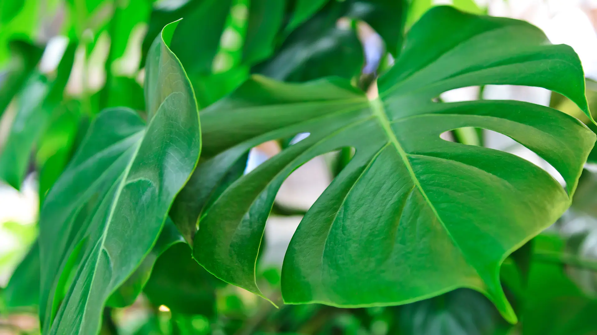 monstera deliciosa 中文 龜背竹Monstera deliciosa – Sun Times Garden main image 0