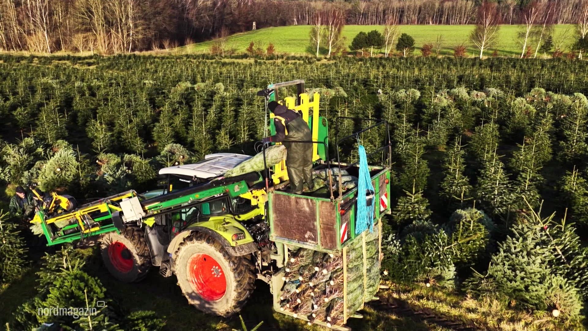Weihnachtsbaumzüchter: Erntestress in Wiepkenhagen