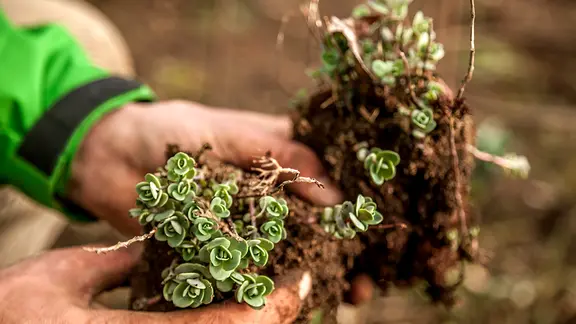 Der Wurzelballen mancher Stauden lässt sich zum Teilen ganz einfach auseinanderziehen. | NDR, Udo Tanske Fetthenne wird geteilt