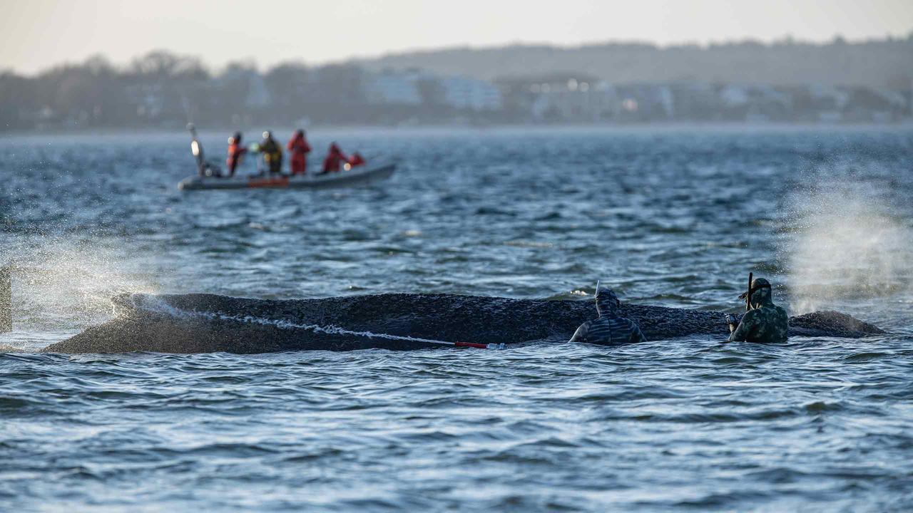 Lübecker Bucht in Schleswig-Holstein: Wal schwimmt in tieferem Wasser