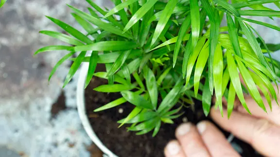 Ein Mann pflanzt eine Bergpalme in einen Topf. | Colourbox, rigsby Ein Mann pflanzt eine Bergpalme in einen Topf.