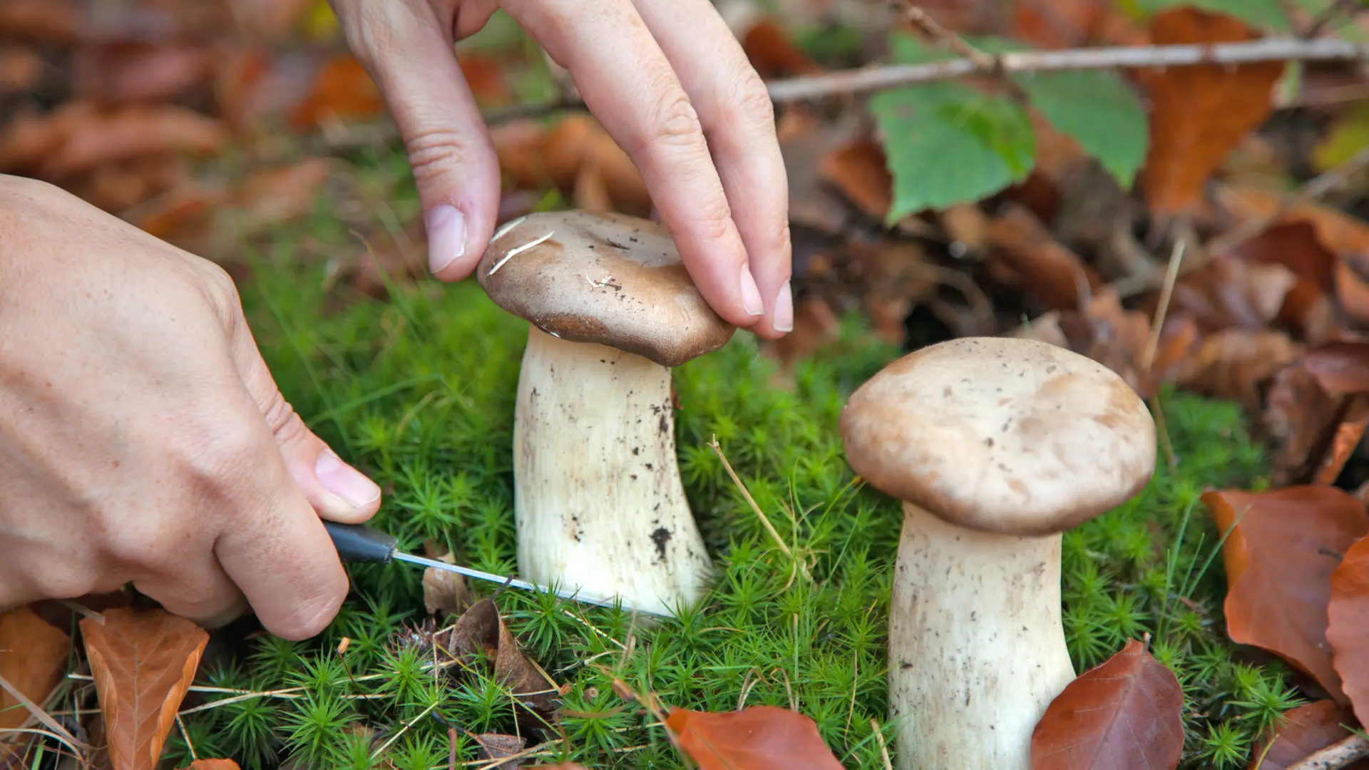 Mushroom picking, identification, and recognizing edible species