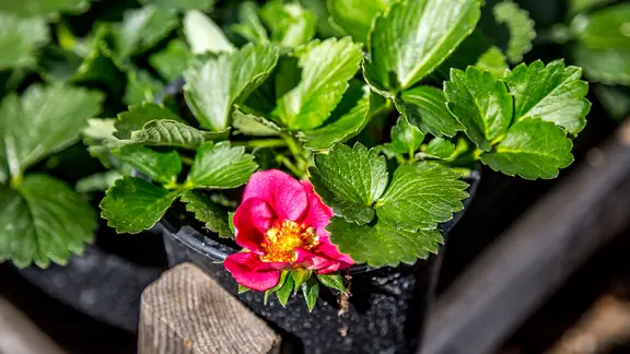 Viele mehrfach tragende Erdbeersorten haben hübsche Blüten. | NDR, Udo Tanske Erdbeerpflanze mit roter Blüte