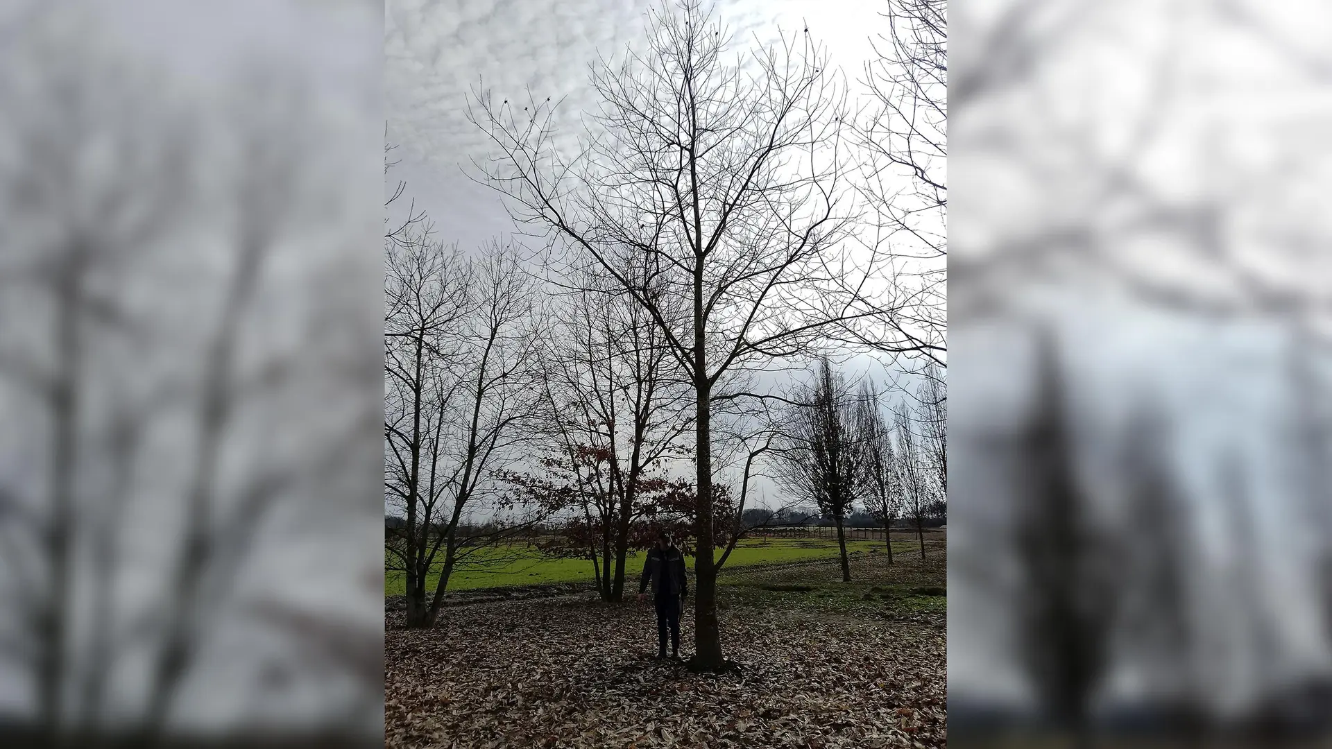 Nach Fällung: Neuer Baum in Quickborn wird gepflanzt