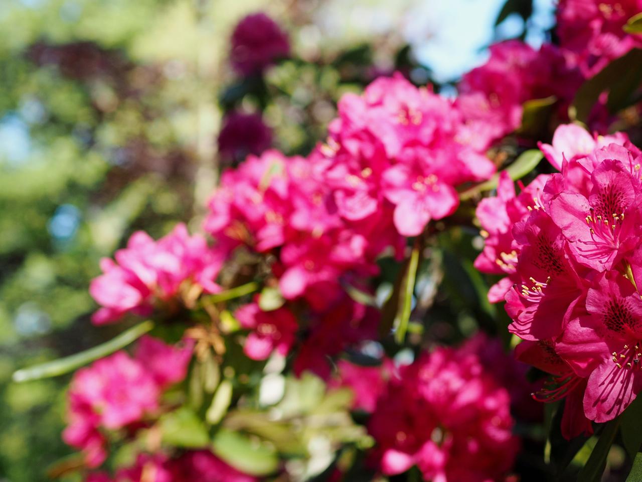 Rhododendron pflanzen und pflegen