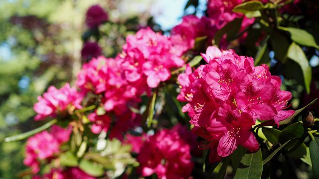 Rhododendron pflanzen und pflegen