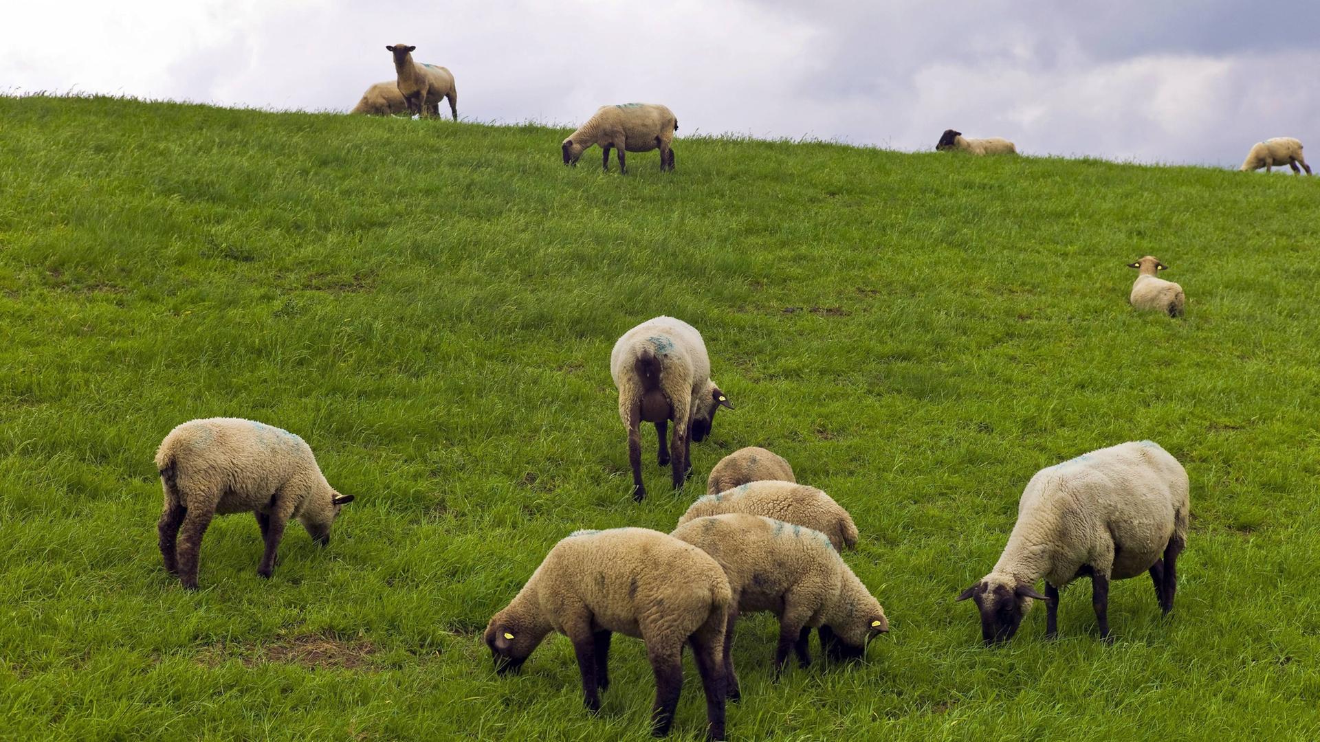 Schafe auf dem Nordseedeich in Ostfriesland | blickwinkel, G. Franz