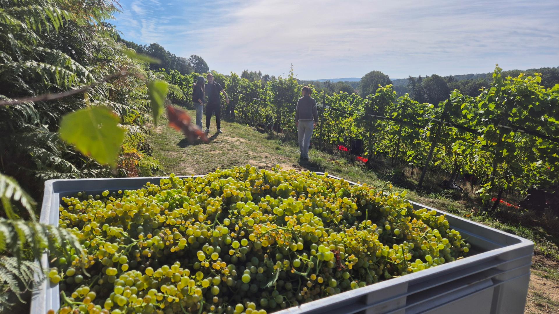 So früh wie nie: 100 Helfer bei der Weinlese in Bad Iburg