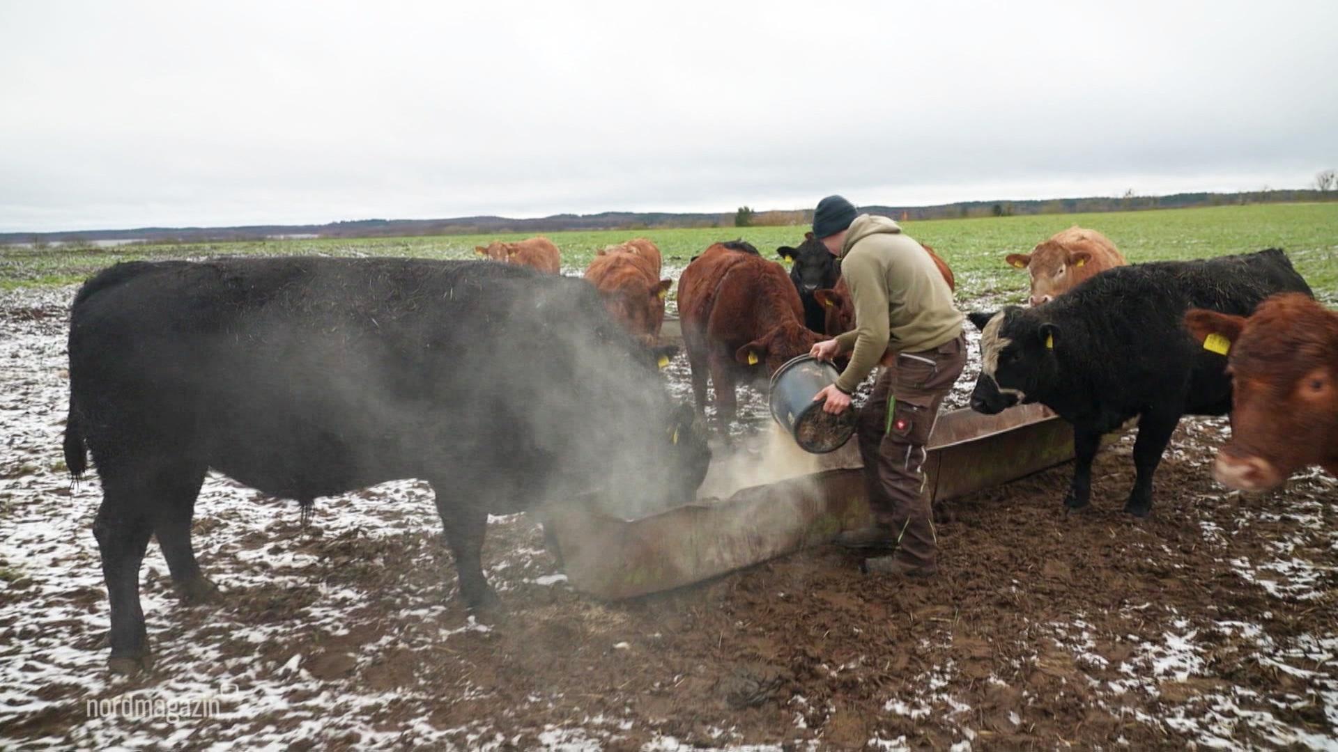 Sophienhof: Weidezaun-Kontrolle bei den Rinderherden