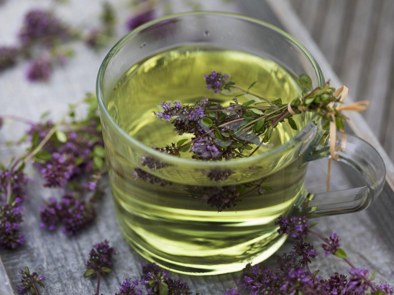 elefantenfe pflanze Elefantenfu (Beaucarnea recurvata) kaufen