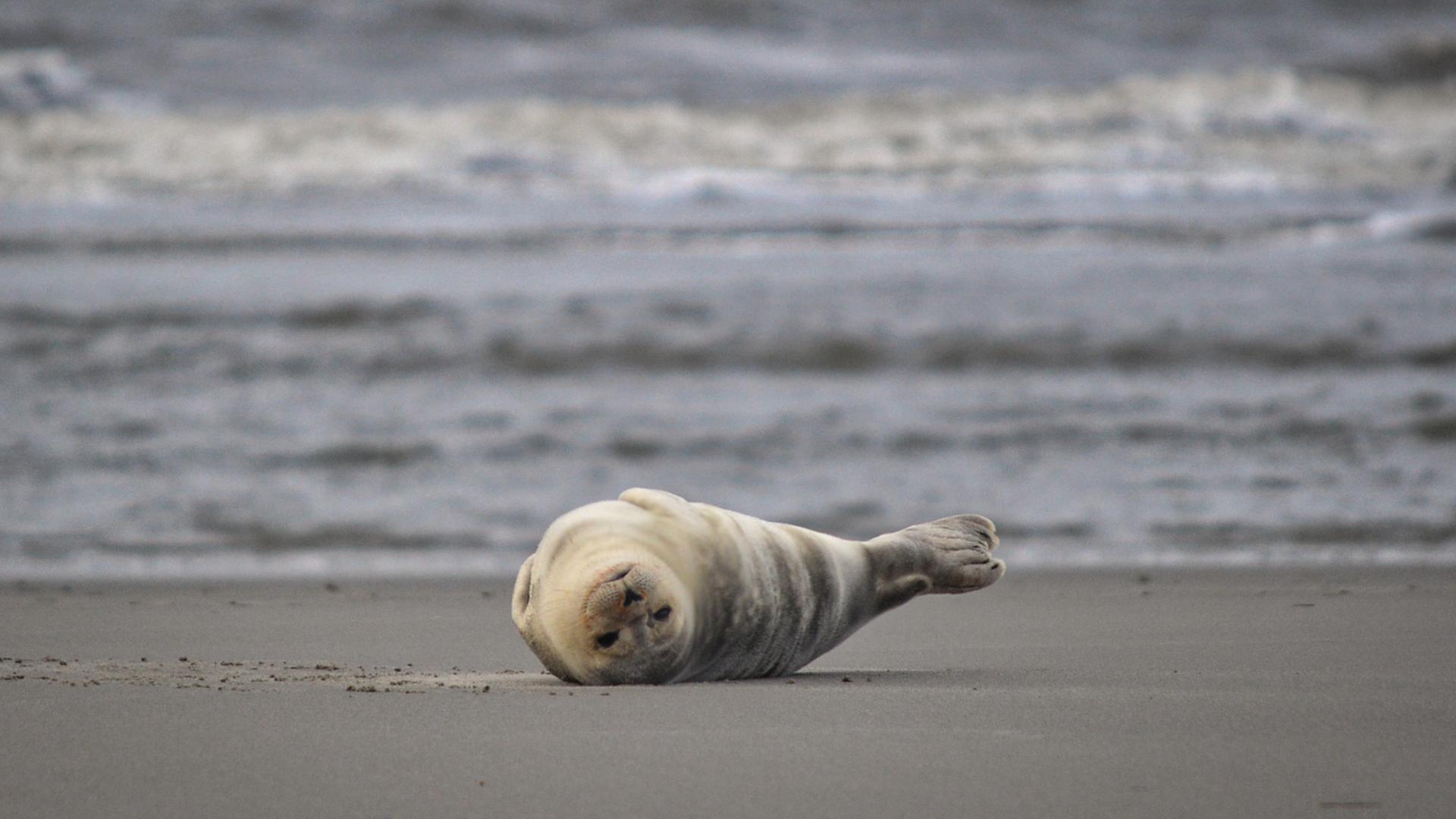 Niedersachsen: Forscher zählen Seehunde im Wattenmeer aus de