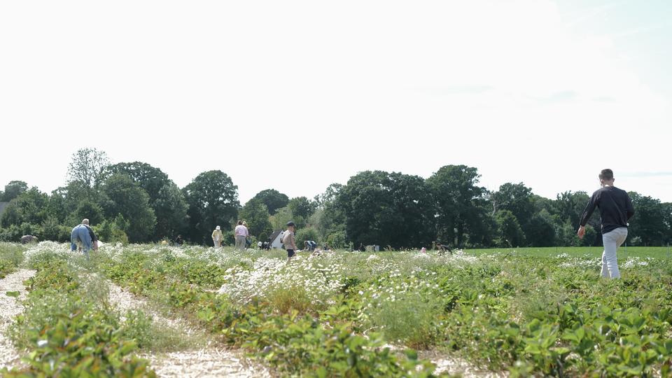Naschen gehört dazu, aber nicht nur, finden die Betreiber. | Lisa Pandelaki Meschen beim Erdbeeren pflücken auf einem Feld