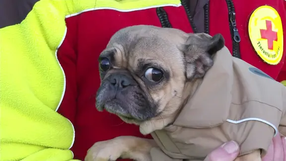 Einer der in Pasewalk beschlagnahmten, verwahrlosten Hunde.